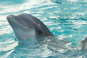 Дельфины атаковали морскую свинью у побережья Великобритании
