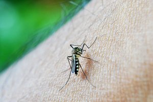 Ученые близки к искоренению малярии