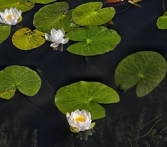 Русалочьи цветы в прудах и озёрах пушкинского заповедника