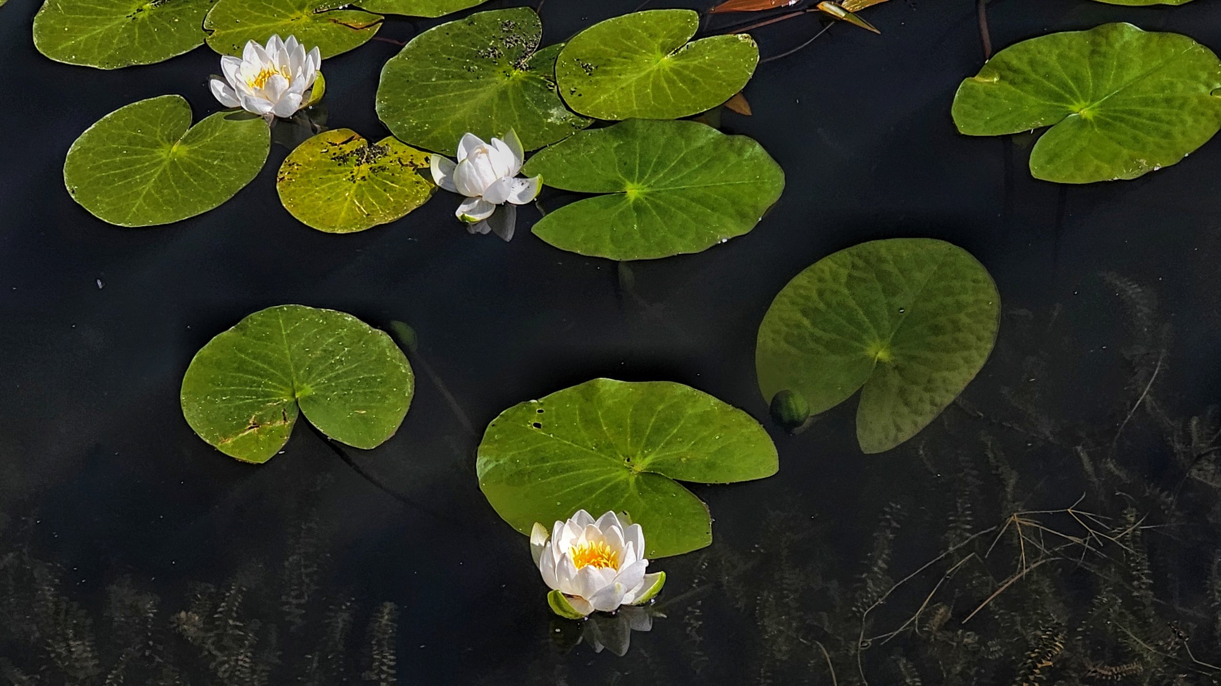 Русалочьи цветы в прудах и озёрах Пушкинского заповедника