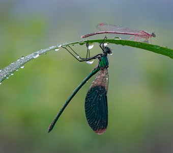 Утреннии стрекозки