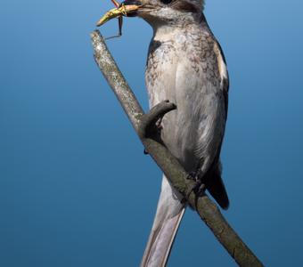 Обыкновенный жулан (Lanius collurio)