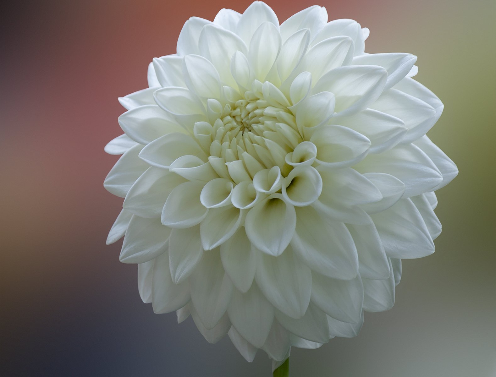 Георгин Императорский Dahlia Imperialis