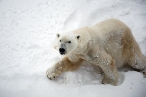 На Ямале агрессивную белую медведицу на вертолёте отправили подальше от людей