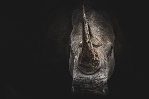 Носорог убил смотрительницу зоопарка в Австрии