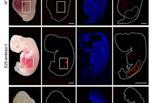 Впервые в истории: в эмбрионах свиней вырастили почки из человеческих клеток