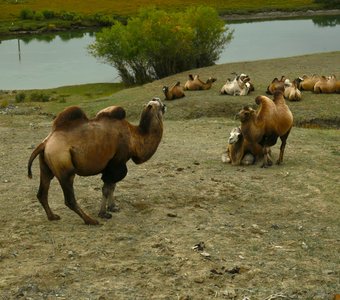 Стадо верблюдов на привале