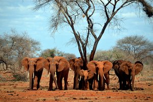 Ученые выяснили: слоны называют друг друга по имени