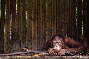 История Пони: самки орангутана, которую спасли из секс-рабства в Индонезии