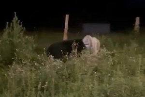 В Приморье застрелили медведя с бидоном на голове
