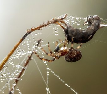 Паук и бусы
