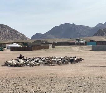Монгольские стада по пути на выпас