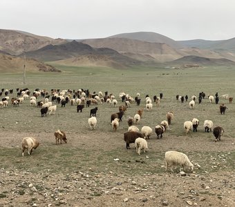 Пасется будущий монгольский кашемир