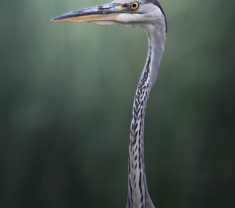 Серая цапля (Ardea cinerea)