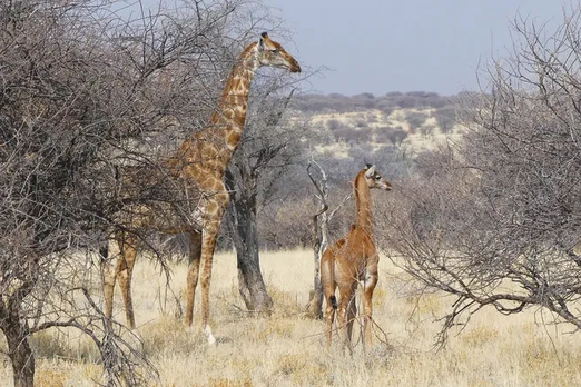 В Африке отыскали ещё одного жирафа без пятен – второго в мире