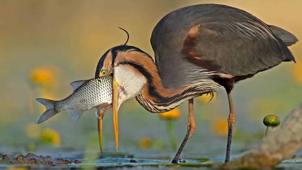 d8b6ac9de974420c81b15e340db85988.max-200