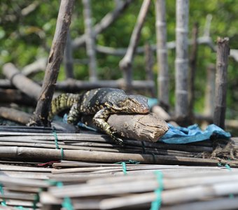 Варан отдыхает. Шри-Ланка