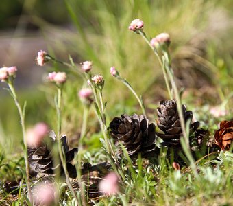 Природа - лучший дизайнер