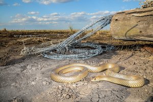 В Австралии мужчина погиб, спасая друга от змеи