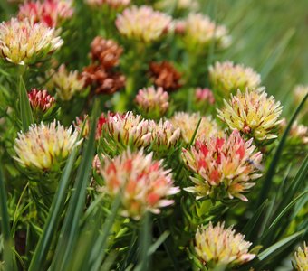 Альпийские цветы