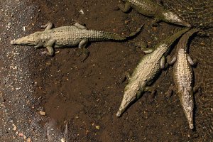 70 крокодилов сбежали с фермы в Китае: хищники оказались на улице