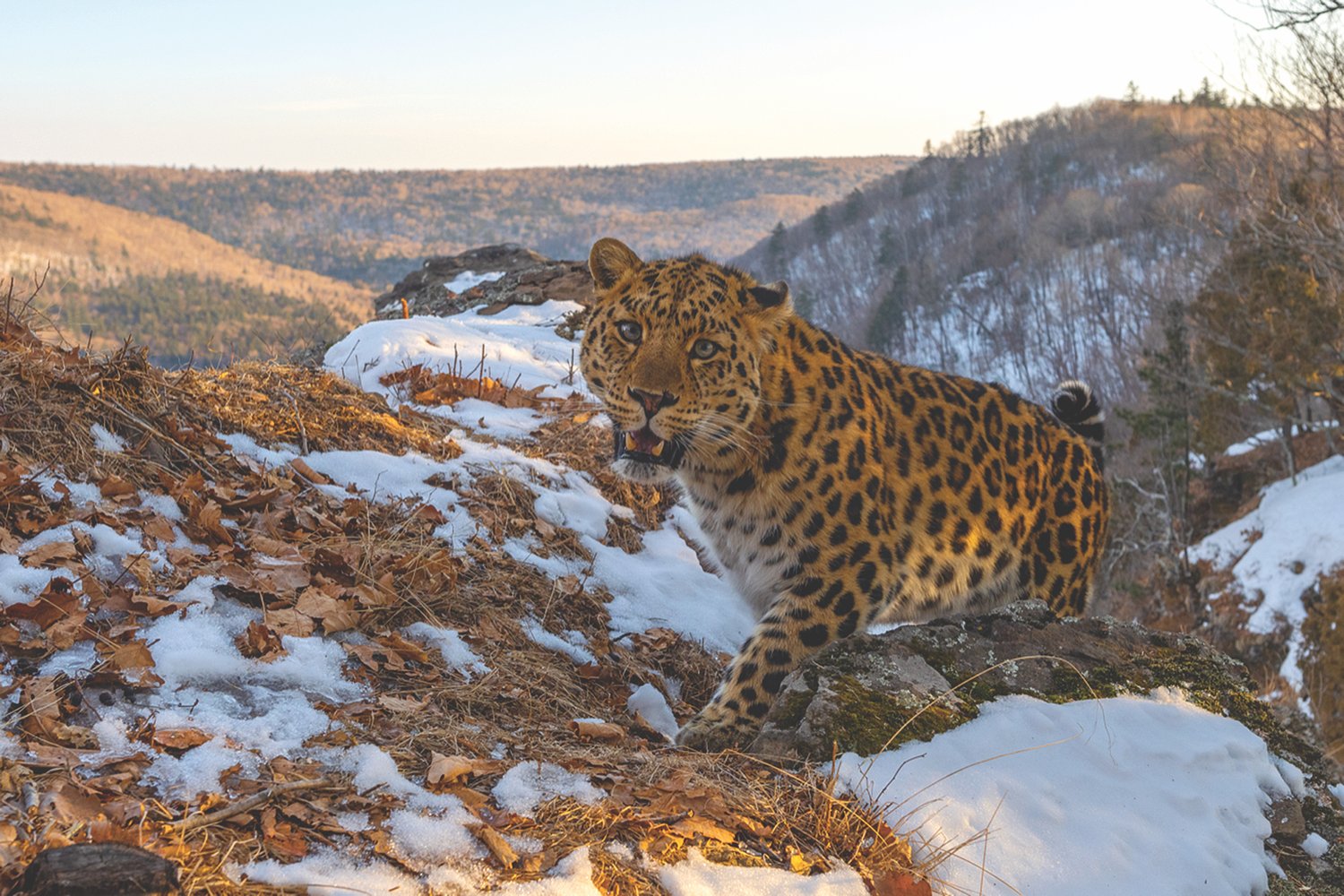 Кошкин дом: экспедиция Russian Traveler и Greenway Global в нацпарк «Земля  леопарда»