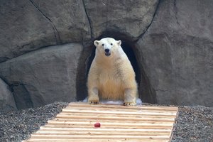 В Московском зоопарке умер белый медведь Диксон