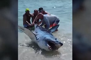 В США отдыхающие на пляже голыми руками спасли огромную акулу