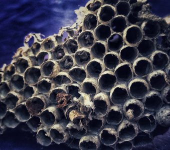 Соты диких пчел
