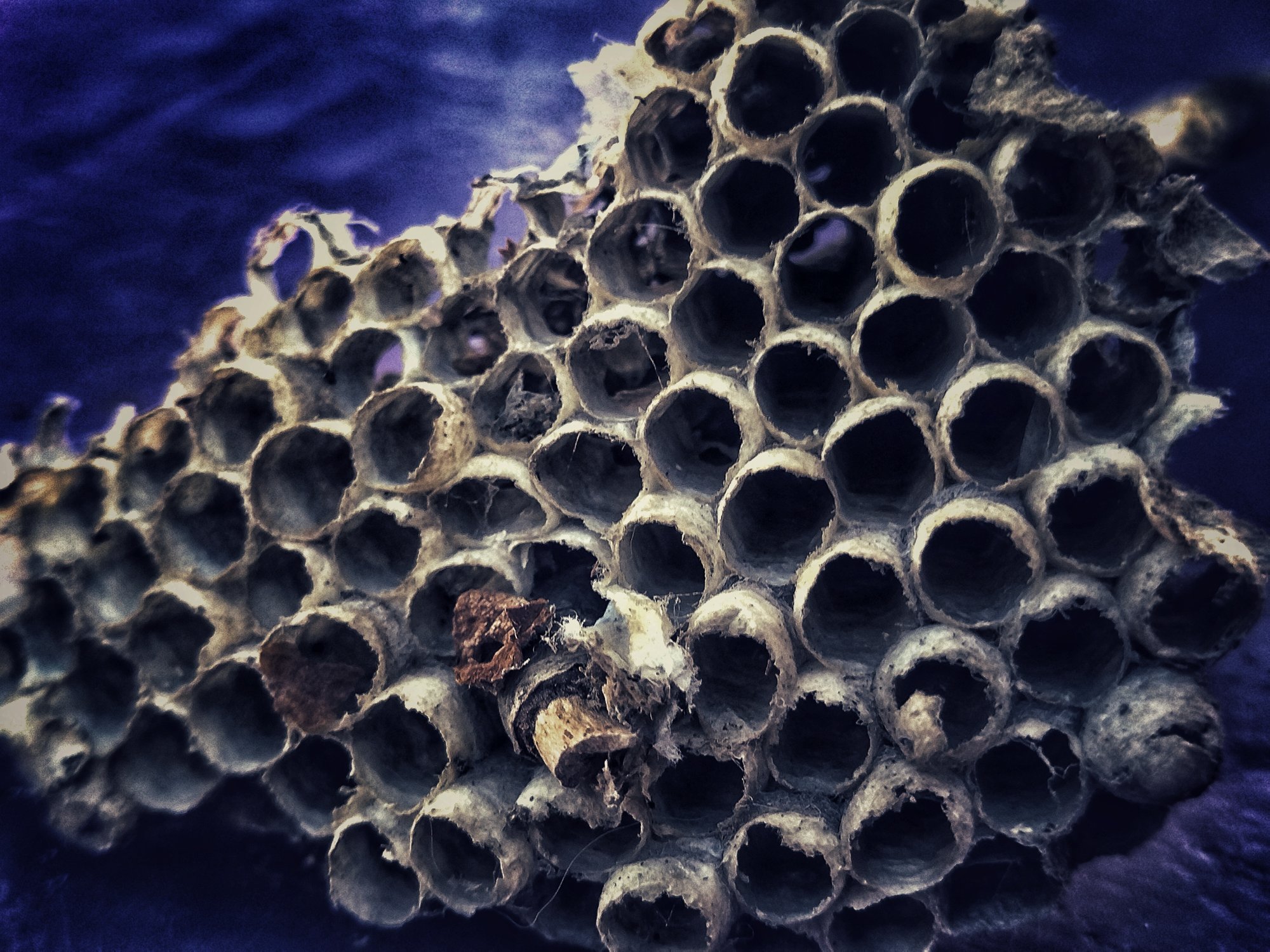 Соты диких пчел