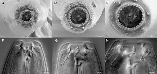 Фото: bioRxiv, 2023