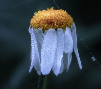 Ромашка загрустила и "руки" опустила