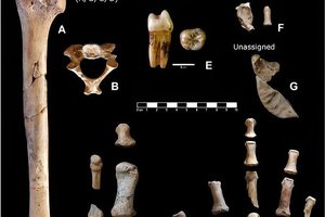 В Испании нашли ящик с костями неандертальцев