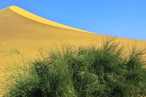 Бегемоты в пустыне: учёные выяснили, когда и почему Сахара была зелёной