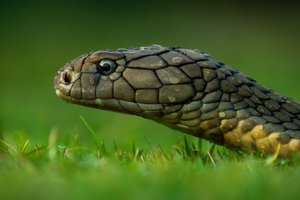 Пятиметровая кобра против трехметрового питона: кто кого съест?
