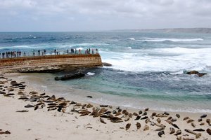 В Калифорнии закрыли пляж, чтобы не беспокоить морских львов
