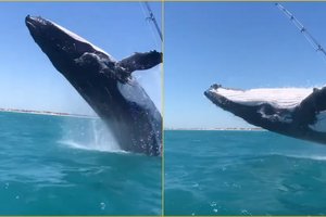 Кит выпрыгивает из воды рядом с рыбацкой лодкой: видео