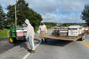 В Канаде грузовик рассыпал на дороге 5 миллионов пчёл