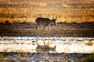 В Казахстане начали массовый отстрел сайгаков – уникальных степных антилоп