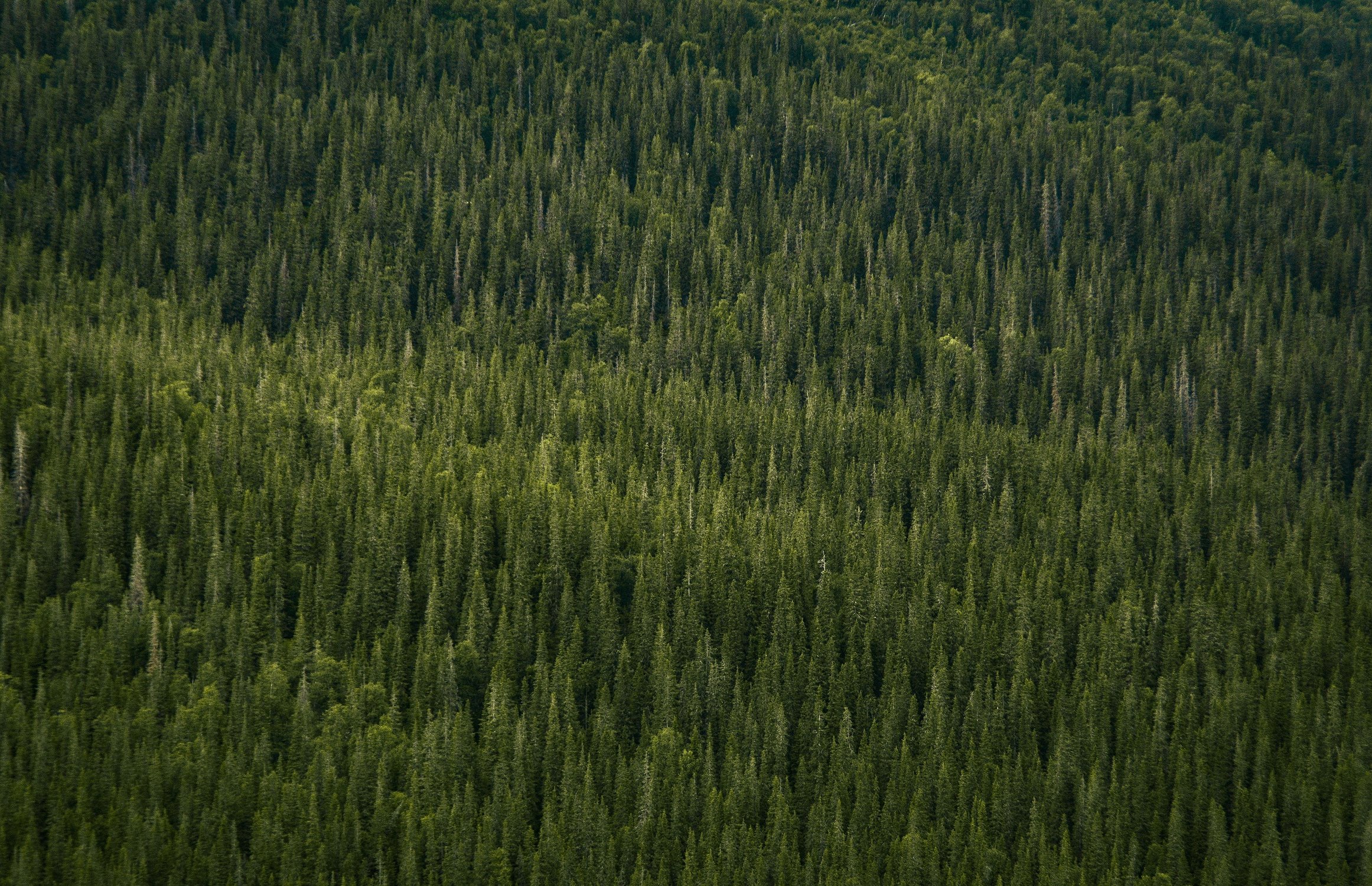 Over logging. Тундра лес. Тундра Форест. Ловозеро растительность.