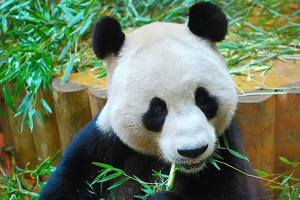 Единственных панд в Британии отправляют обратно в Китай