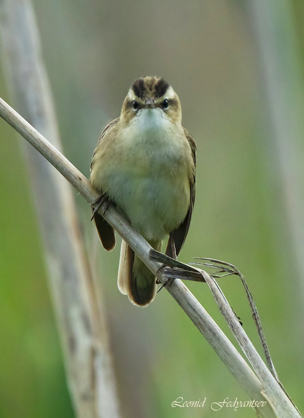 Портрет барсучка