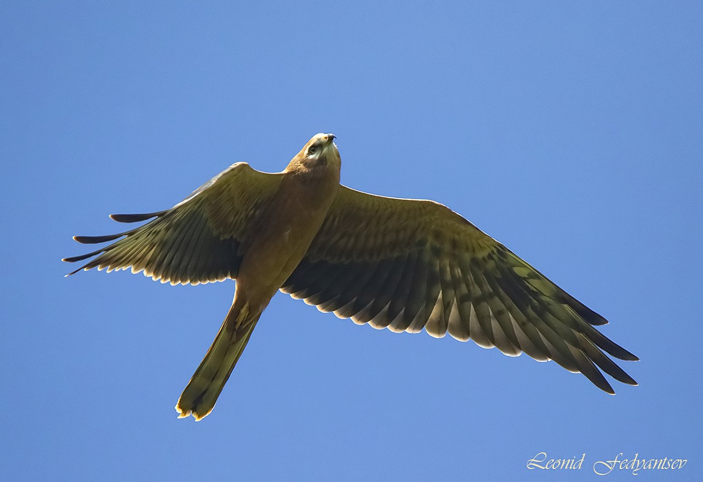Луговой лунь охотится