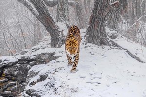 Редкий леопард из Приморья стал звездой престижного фотоконкурса