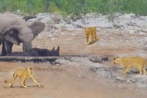 Слоны вступились за носорога, которого атаковали львы. Что из этого вышло