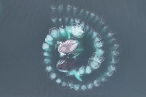 Два кита сделали «золотую спираль» в водах Антарктики: завораживающее видео