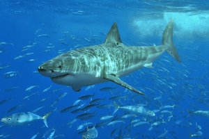 В Австралии пожилой серфер отбился от напавшей акулы-людоеда