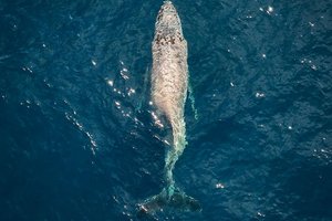 У берегов Мексики заметили горбатого кита со сломанной спиной