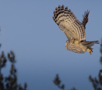 В коротких штанишках