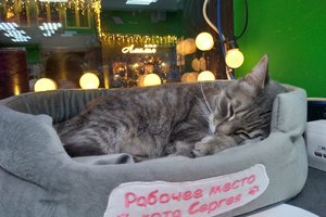Кота уволили из российского магазина после анонимной жалобы